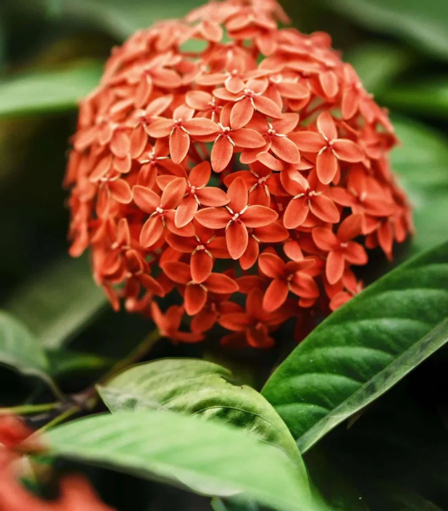 Gros plan sur une fleur d'ixora rouge et ses feuilles vertes.
